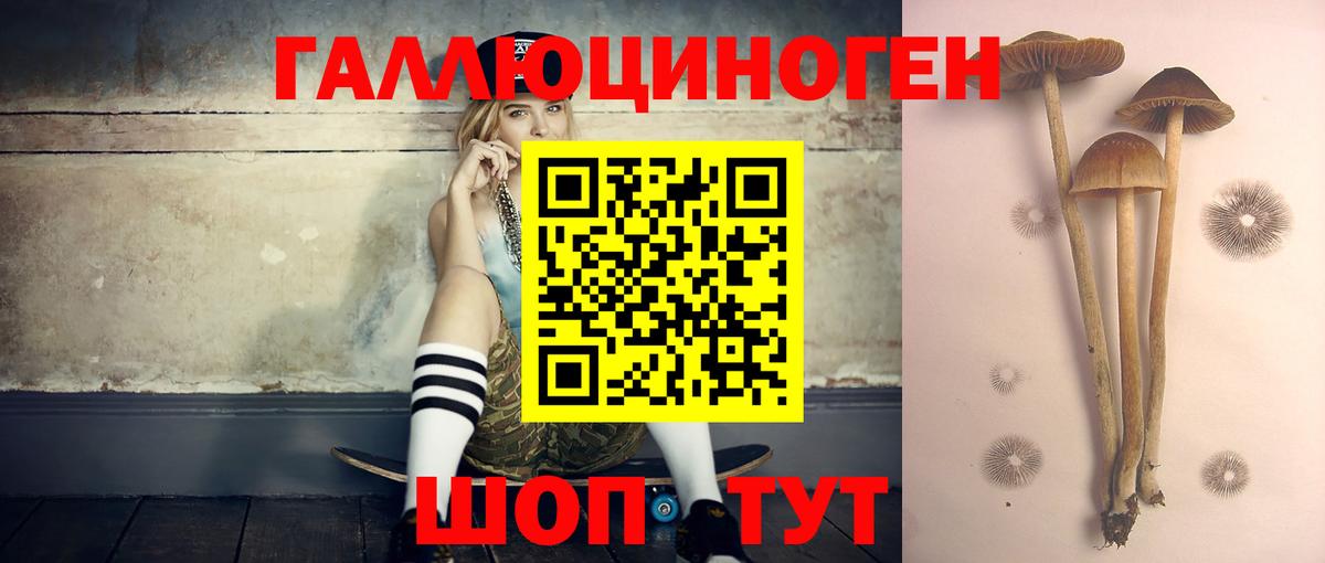 Галлюциногенные грибы Psilocybine cubensis Дивногорск